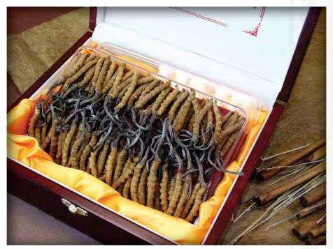 东川冬虫夏草回收